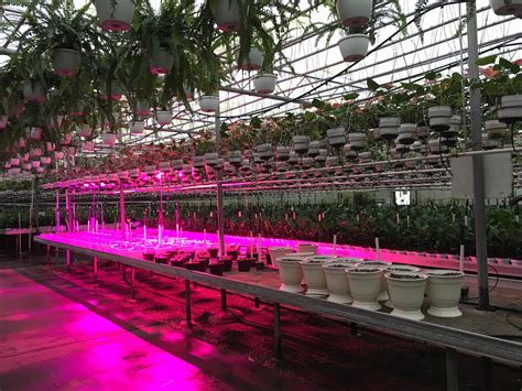 Small Test, Big Results: LED Grow Lights Help Bloom Show-Stopping Plants – Hort Americas