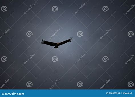 Andean Condor Flying in Sky Stock Image - Image of beak, flight: 268928201