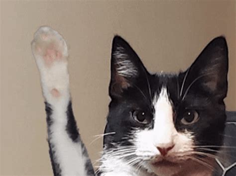 Cat Wave GIF - Cat Wave Cute - Discover & Share GIFs