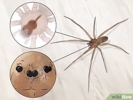 3 Ways to Identify Spiders - wikiHow