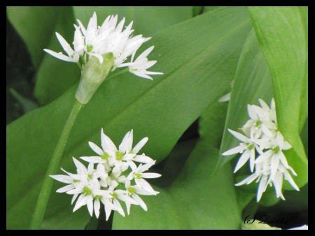 Foraging for Food - Ramson (Wild Garlic) And Ricotta Gnocchi - Diary of a First Child