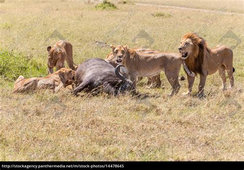 Lions Feeding - Stockfoto - #14478645 | Bildagentur PantherMedia