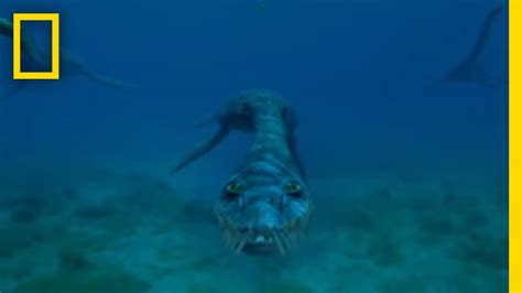 Sea Monsters | National Geographic - YouTube