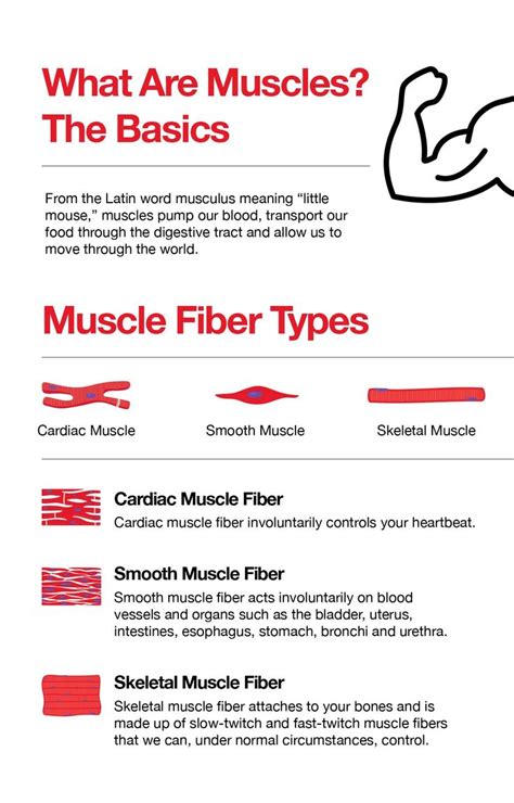 what are muscles? the basics info sheet for muscle fiber types and how to use them