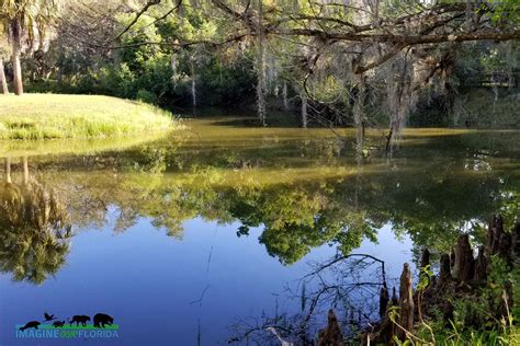 Fisheating Creek Wildlife Management Area | Imagine Our Florida, Inc