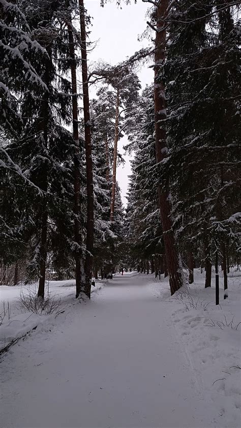 Russian forest, forest, winter, landscape, HD phone wallpaper | Peakpx