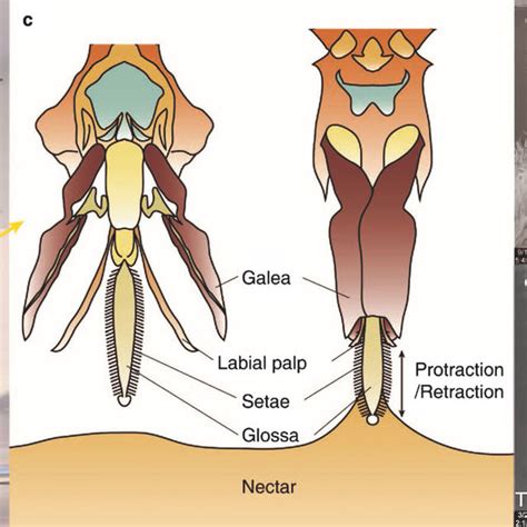 Anatomy Of The Honey Bee