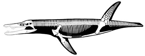 Liopleurodon ferox skeletal reconstruction by CrownCrocopoda on DeviantArt