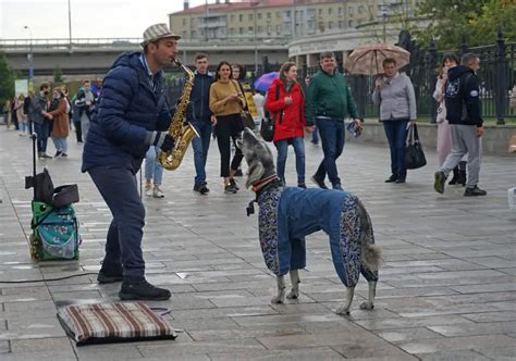 Why Do Dogs Howl To Music?