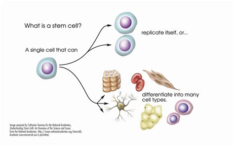 Properties of stem cells - Explore Stem Cells