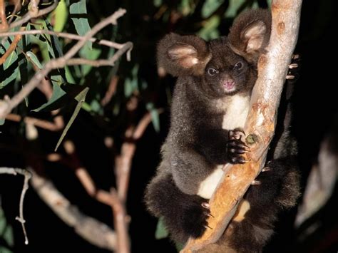 Greater glider: Threatened Aussie marsupial’s habitat shrinking despite protection listing ...