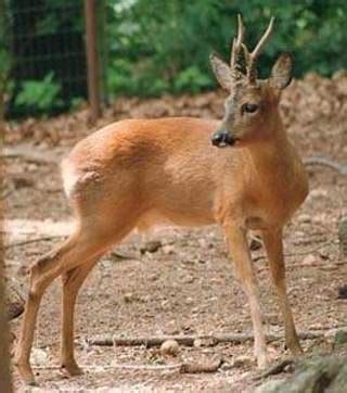 Eastern roe deer | Capreolus pygargus facts