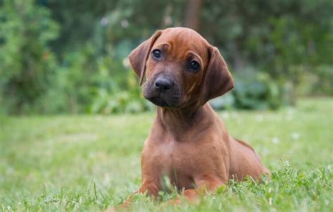 Rhodesian Ridgeback Price: How Much Do Puppies Cost? | All Things Dogs