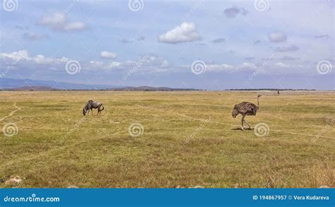 Dry Season in the African Savannah. Wildebeest Grazes on Yellow Dry Grass, Ostrich Walks Stock ...