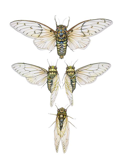 Cicada | Cicada tattoo, Insect art, Drawings