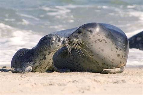 Mother and baby seal sharing a kiss : r/aww