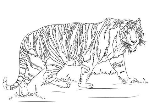 Realistic Tiger Coloring Page - Free Printable Coloring Pages for Kids