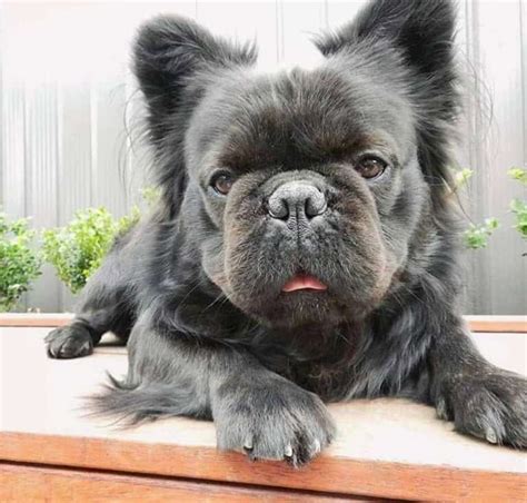 Great Hairy French Bulldog For Sale of the decade Check it out now ...