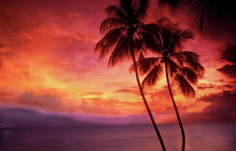 Palm Trees Sunset by Lyle Leduc