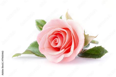 pink rose flower on white background 스톡 사진 | Adobe Stock