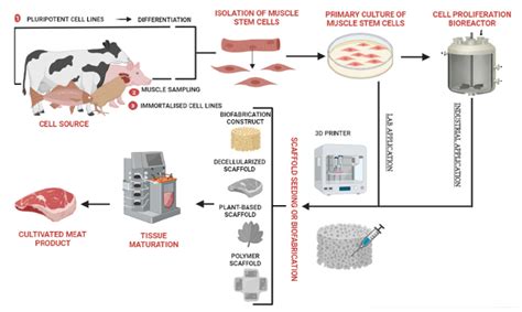 Applied Sciences | Free Full-Text | Biotechnological and Technical Challenges Related to ...