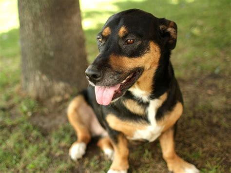 Reagle (Rottweiler X Beagle Mix) Info, Temperament, Puppies, Pictures