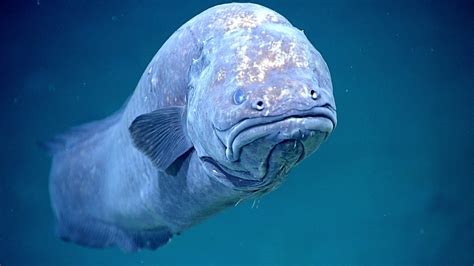 Interesting Facts About Cusk Eels and Their Close Relatives - Owlcation