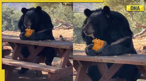 Video of bear eating exactly like human goes viral