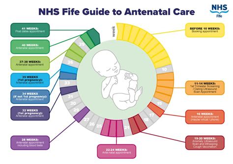 Antenatal care schedule | NHS Fife