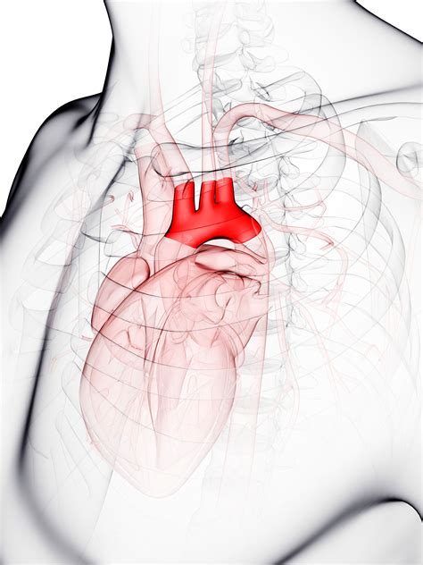 Aortic Arch: Anatomy, Function, and Significance