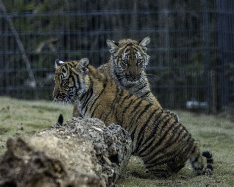 Unleashed: Zoo asks public to vote for tiger cubs’ names - [225]