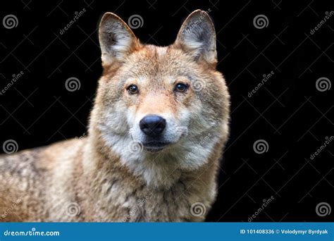 Wolf hunting in the forest stock photo. Image of carnivore - 101408336