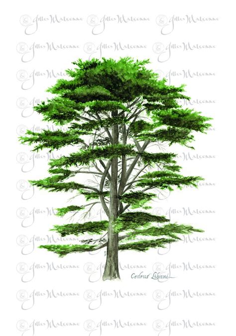 The Cedar of Lebanon Symbol of Respect and Wisdom. - Etsy