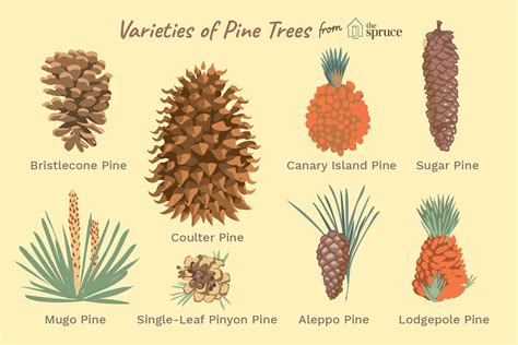 40 Species of Pines From Around the World