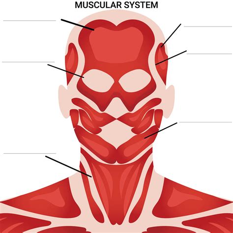 Worksheets Muscle Anatomy - 10 Free PDF Printables | Printablee