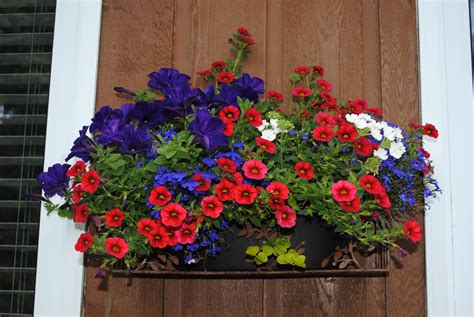 Colorful Wave Petunias and Calibrachoa for Stunning Container Gardens