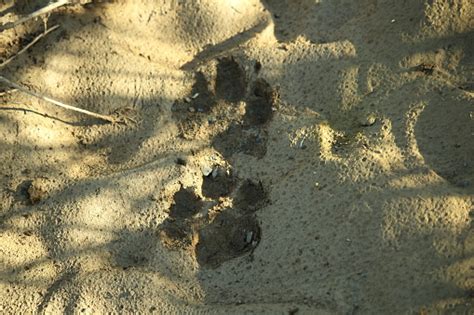 Cheetah Tracks In Riverbed Mud Stock Photo - Download Image Now - Africa, Animal Body Part ...