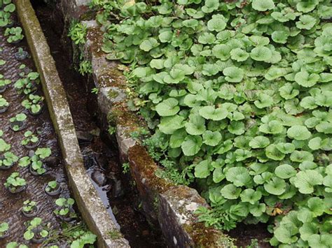 How to Grow Wasabi