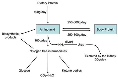 Protein breakdown + urea formation Flashcards | Quizlet