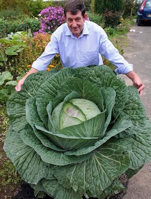 8 Insane Giant Vegetables From Around The World ~ UNUSUAL THINGs