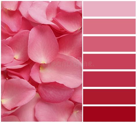 Fresh Pink Rose Petals and Color Palette. Collage Stock Photo - Image of beautiful, nature ...