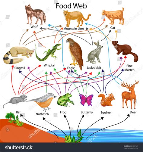 7.184 Food web diagram: immagini, foto stock e grafica vettoriale ...