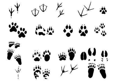 96 best ideas for coloring | Forest Animal Tracks
