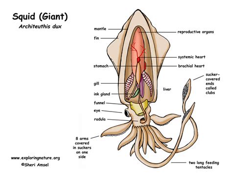 My bio 11 blog: December 2012