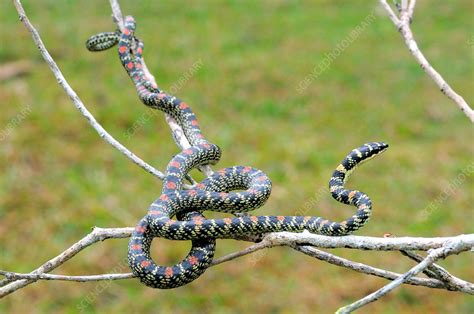 Paradise Tree Snake - Stock Image - C011/8018 - Science Photo Library