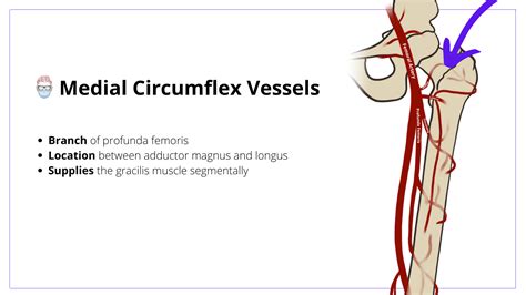 Gracilis Flap - Anatomy, Technique, Indications