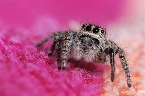 Jumping spider | christian teillas | Flickr