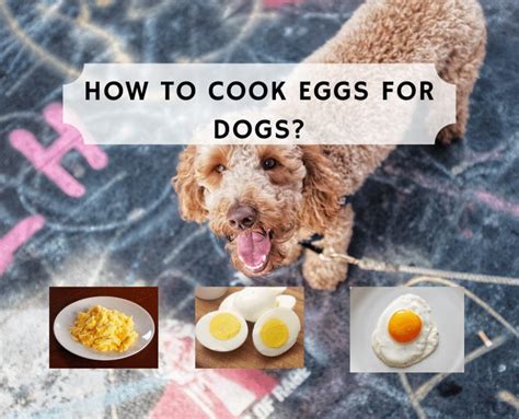 How to cook eggs for dogs? - We Love Doodles