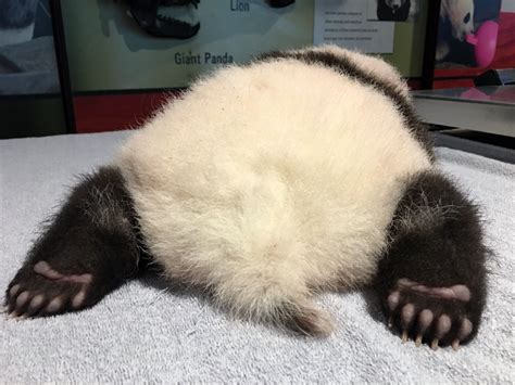 #PandaStory: A Quiet and Calm Cub | Smithsonian's National Zoo and ...