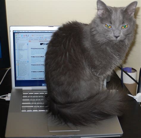 My New MacBook Pro with a Cat | elgreg | Flickr